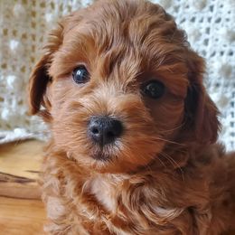 Mr. Tan - Apricot male Schnoodle puppy in Leitchfield, Kentucky from Eveleigh Acres Puppies