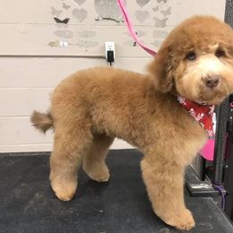 Goldendoodle Puppies from Lake Road Doodles