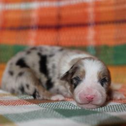 BOO - Blue merle male Australian Shepherd puppy in Star City, Arkansas from Blush & Lace Aussie Co.