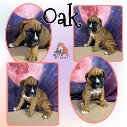 Boxer Puppies from Red Rock Boxers