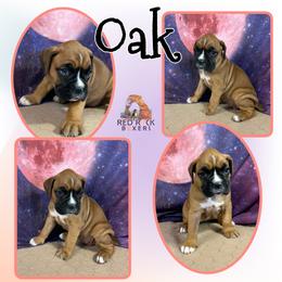 Boxer Puppies from Red Rock Boxers