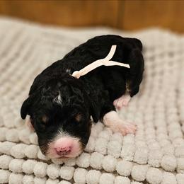 Light Pink - Tri-color female Bernedoodle puppy in Shelby, North Carolina from Forever Grateful Doodles