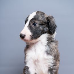 Silken Windhound Puppies from Allagante Silkens