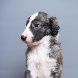 Silken Windhound Puppies from Allagante Silkens