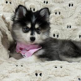 Roxy - Black and white female Pomsky puppy in Casa Grande, Arizona from Arizonas Pomsky Squad