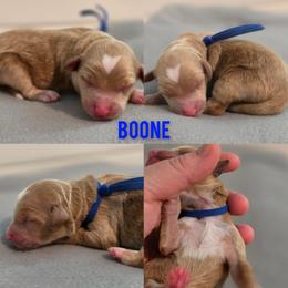 Boone - Apricot male Goldendoodle puppy in Summerville, South Carolina from Channys Doodles
