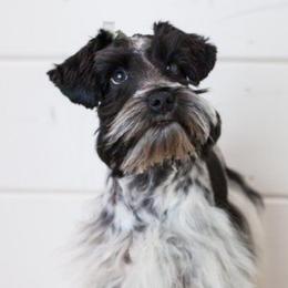 Gigi - Miniature Schnauzer