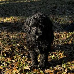 Iris - Black female Goldendoodle puppy in Arcadia, Florida from KnuDawn Goldendoodles and Cavapoos