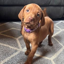 Female 6 - Golden rust female Vizsla puppy in Windsor, Maine from Pleasant Ridge