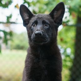 Bourree vom Rabenauge - Black female German Shepherd puppy in Wadsworth, Ohio from Zwinger Vom Rabenauge