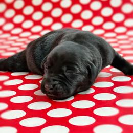 Ammo - Black male Labrador Retriever puppy in Isle, Minnesota from Dog Ear Outfitters