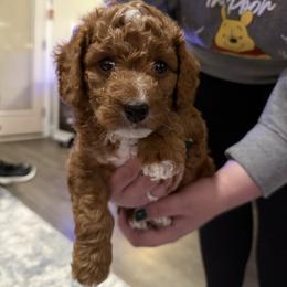 Happy - Apricot male Goldendoodle puppy in Pensacola, Florida from Goldendoodles Love You in Pensacola Friend Edition