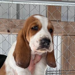 Black collar - Mahogany and white male Basset Hound puppy in Kenansville, Florida from Fancy Hounds