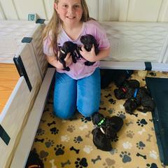Boykin Spaniel Puppies from Five-Springs-Kennels