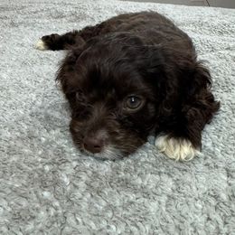 Pitic - Brown male Cockapoo puppy in Queens, New York from The 2 Musketeers_Cockapoos