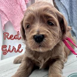 Red Girl - Red  female Goldendoodle puppy in Travelers Rest, South Carolina from Bailey Mountain Doodles