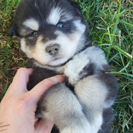 Light Blue - Black and white male Siberian Husky puppy in Swansea, Illinois from Husky B's