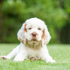Clumber Spaniel Puppies from SunMagic Clumber Spaniels