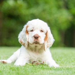 Clumber Spaniel Puppies from SunMagic Clumber Spaniels