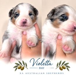 Violetta - Blue merle female Australian Shepherd puppy in Gowen, Michigan from XA AUSTRALIAN SHEPHERDS