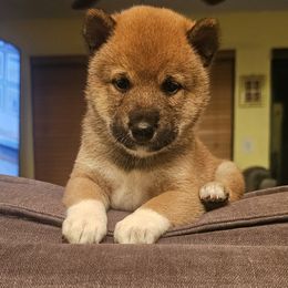 Shiba Inu Puppies from Kiara Coloma