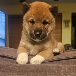 Shiba Inu Puppies from Kiara Coloma