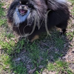 Miniature Schnauzers from Ashley Martinez