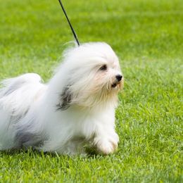 Biewer Terrier and Havanese All Grown Up from Lordocs