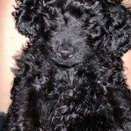Cockapoo Puppies from Southern Belle Cockapoos