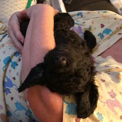 Irish Water Spaniel Puppies from Ballyhoo
