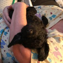 Irish Water Spaniel Puppies from Ballyhoo