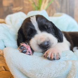 Ponyboy - Black and white male Basset Hound puppy in Valley, Washington from Peaceful Valley Paws