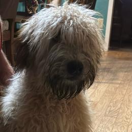 Boss Gibbs - Wheaten male Soft Coated Wheaten Terrier puppy in Gladewater, Texas from Felicias Swheaties