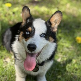Saint - Pembroke Welsh Corgi