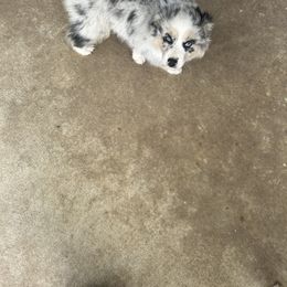 Miniature Australian Shepherd Puppies from Edwina's Aussies