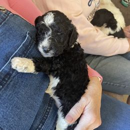Bernedoodle Puppies from Northern NY Bernedoodles