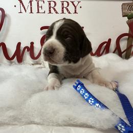 German Shorthaired Pointer and Labrador Retriever Puppies from Wayalife Labradors & Gsp’s