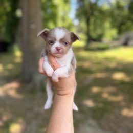 Cosmo - White male Chihuahua puppy in Holt, Michigan from My Crzy Chihuahuas