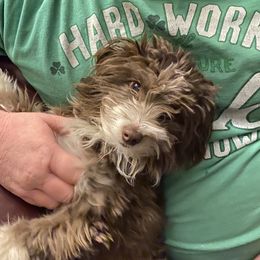 Ree - Aussiedoodle
