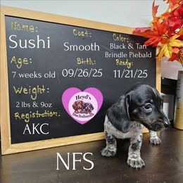Belle - Piebald female Dachshund puppy in Hoquiam, Washington from Heyd's Mini Dachshunds