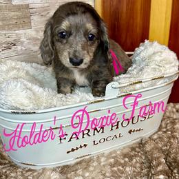 Hope 3500 - Dapple female Dachshund puppy in Atwood, Oklahoma from Holder’s Doxie Farm