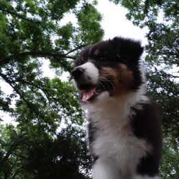 Australian Shepherd Puppies from Sakari Australian Shepherds