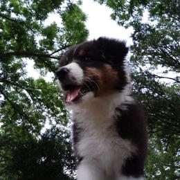 Australian Shepherd Puppies from Sakari Australian Shepherds