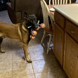 Gator - Belgian Malinois