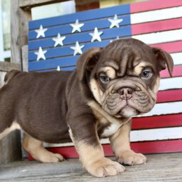 Winston - Chocolate tri-color male Bulldog puppy in Ben Lomond, Arkansas from Miesha Carver's Bulldogs
