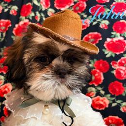John - Gold and white male Shih Tzu puppy in Hemet, California from Aloha Shih Tzu