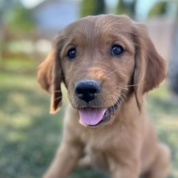 Golden Retriever Puppies from Royal Red Retrievers