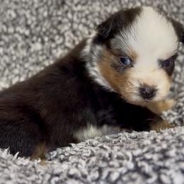 Rune - Blue merle male Miniature Australian Shepherd puppy in Michie, Tennessee from Acton Aussies
