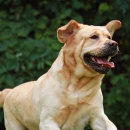 Labrador Retrievers from Darlene's Labrador Retrievers