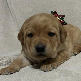 Connie - Yellow female Labrador Retriever puppy in Alcester, South Dakota from Theresa Rhodes